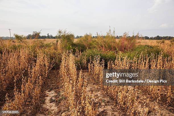 soybeans ready for harvest with severe infestation of gylphosate resistant palmer pigweed - soybean harvest - fotografias e filmes do acervo