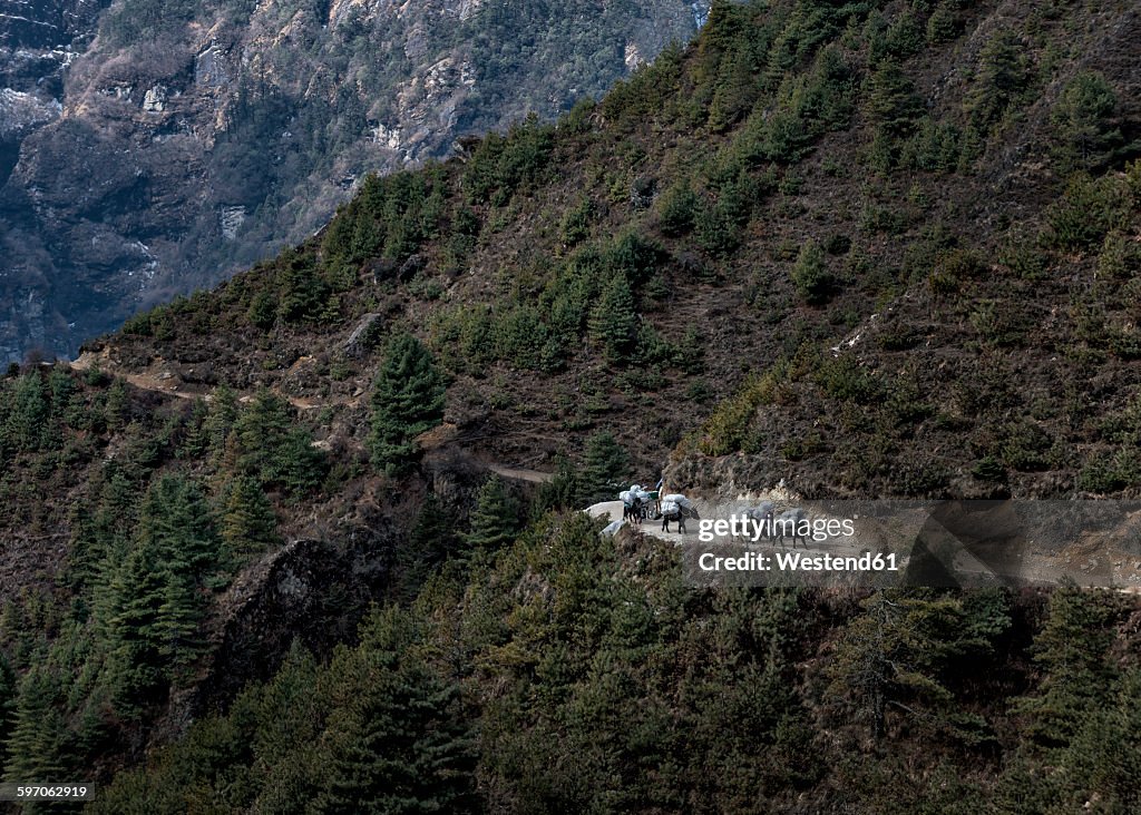 Nepal, Himalaya, Khumbu, pack animals on hiking trail