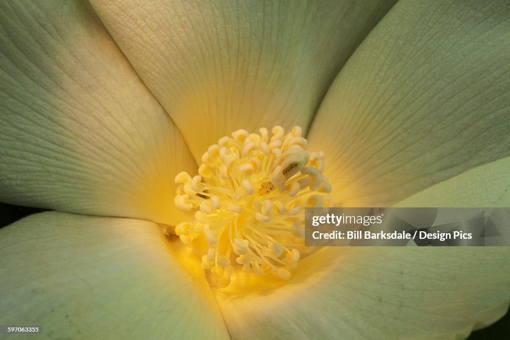 Close up of interior of white cotton bloom, where pollination occurs