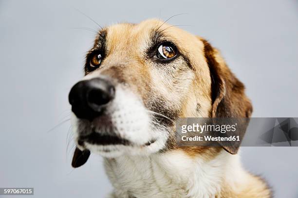 portrait of a mongrel in front of grey background - dog face stock-fotos und bilder