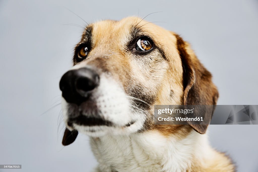Portrait of a mongrel in front of grey background