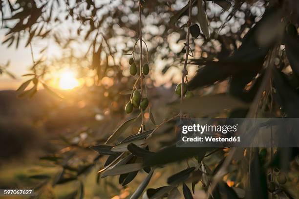 italy, tuscany, maremma, olive tree at sunset - olive tree foto e immagini stock