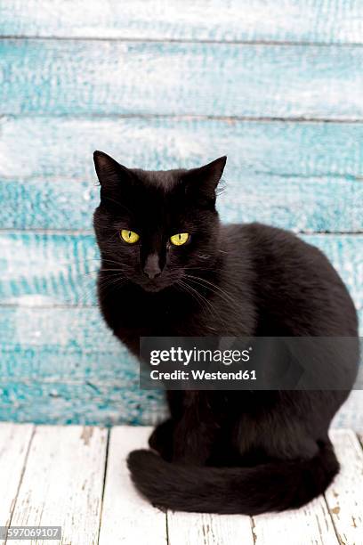 portrait of black cat sitting in front of wooden wall - black cat stock-fotos und bilder