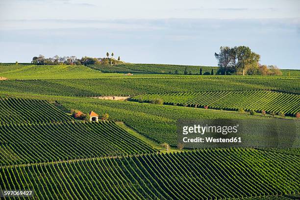 germany, lower franconia, vinyards on kreuzberg hill near nordheim - franconia stock pictures, royalty-free photos & images