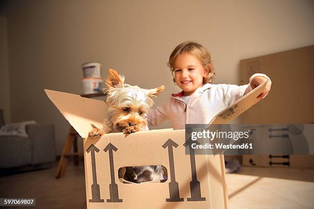 smiling girl with dog inside cardboard box - yorkshire terrier playing stock pictures, royalty-free photos & images