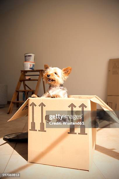 Dog In Box 6,868 Dog In A Box Stock Photos, High-Res Pictures, and Images - Getty ...