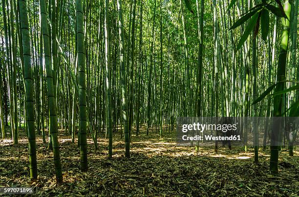 japan, honshu, kyoto, arashiyama bamboo forest - bamboo forest stock pictures, royalty-free photos & images