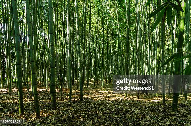 japan, honshu, kyoto, arashiyama bamboo forest - bambusnår bildbanksfoton och bilder