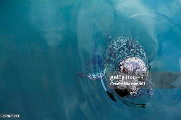 canada, vancouver island, longbeach, harbour seal in water - knubbsäl bildbanksfoton och bilder