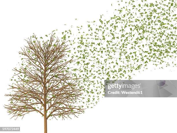 Tree Fall Effect 4,360 Tree Falling In Storm Stock Photos, High-Res Pictures, and Images ...