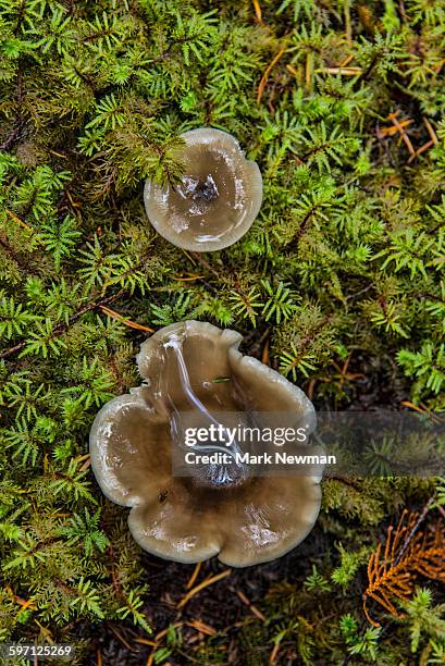 mushrooms on forest floor - close up of muhroom growing outdoors stock pictures, royalty-free photos & images