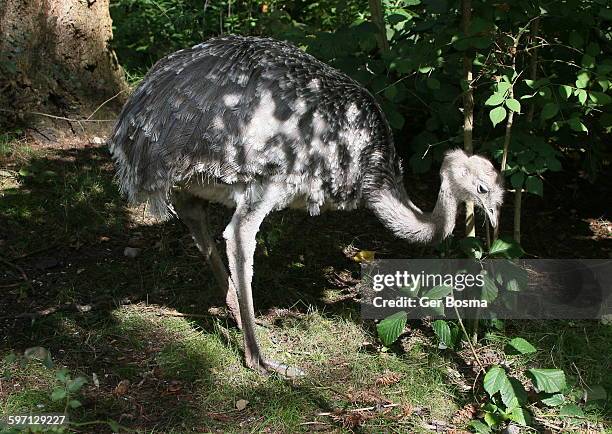 Lesser Rhea Wing Open 71 Darwins Rhea Stock Photos, High-Res Pictures, and Images - Getty Images