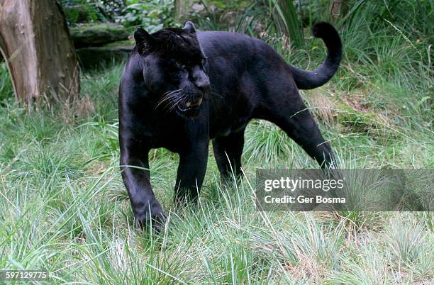 black jaguar on the prowl - canine teeth stock pictures, royalty-free photos & images