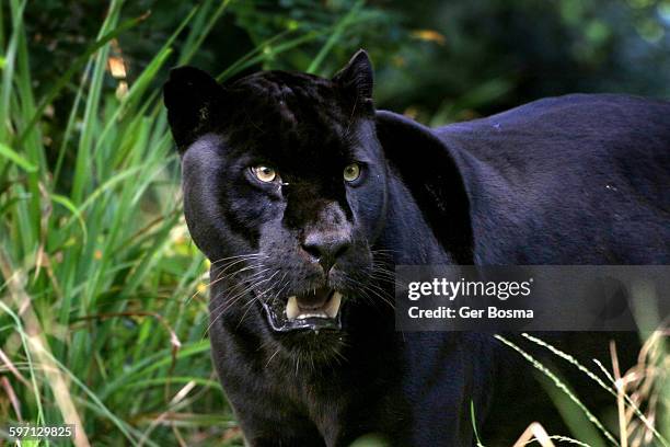 black jaguar killer eyes - canine teeth stock pictures, royalty-free photos & images