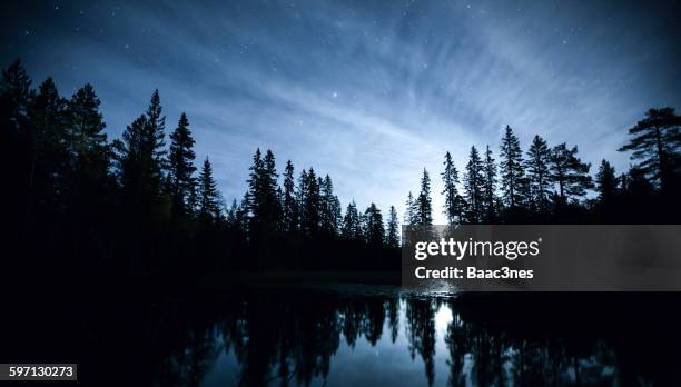 illuminated by the moon - forest silhouette stock pictures, royalty-free photos & images