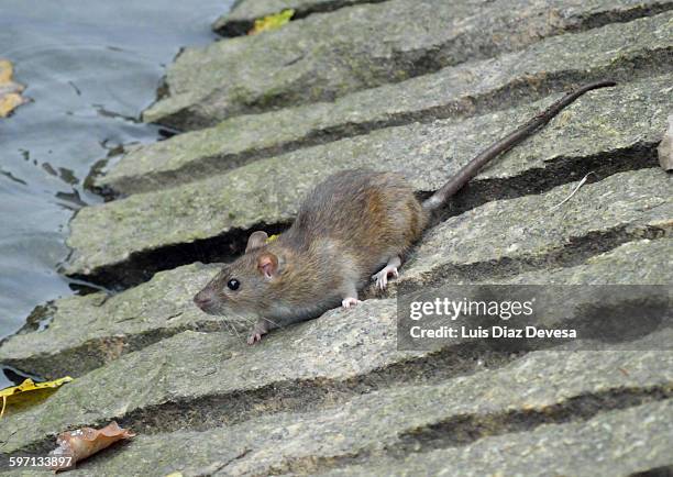 Mouse Rivver 468 Mouse River Stock Photos, High-Res Pictures, and Images - Getty Images