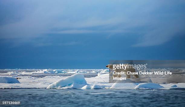 polar steps - pole nord photos et images de collection