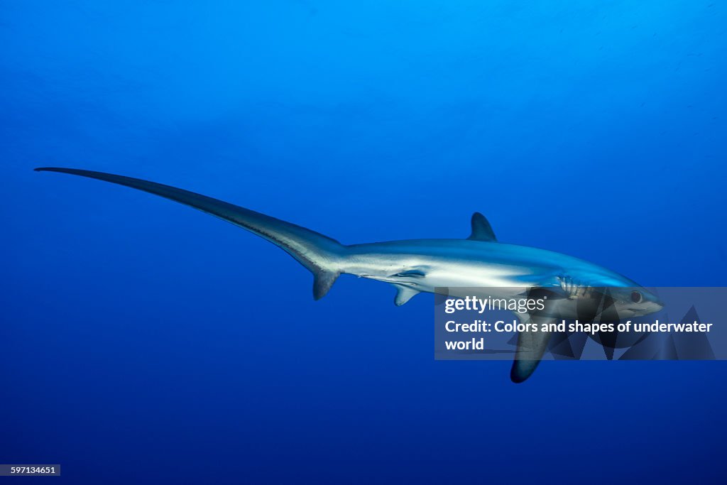 Pelagic thresher shark, Alopias pelagicus