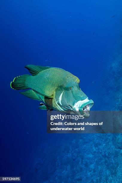 giant humphead as napoleon - humphead wrasse stockfoto's en -beelden