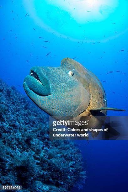 posing giant humphead in coral reef of red sea - humphead wrasse stockfoto's en -beelden