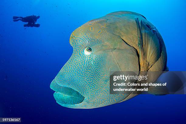 humphead wrasse look and scuba diver - humphead wrasse stockfoto's en -beelden