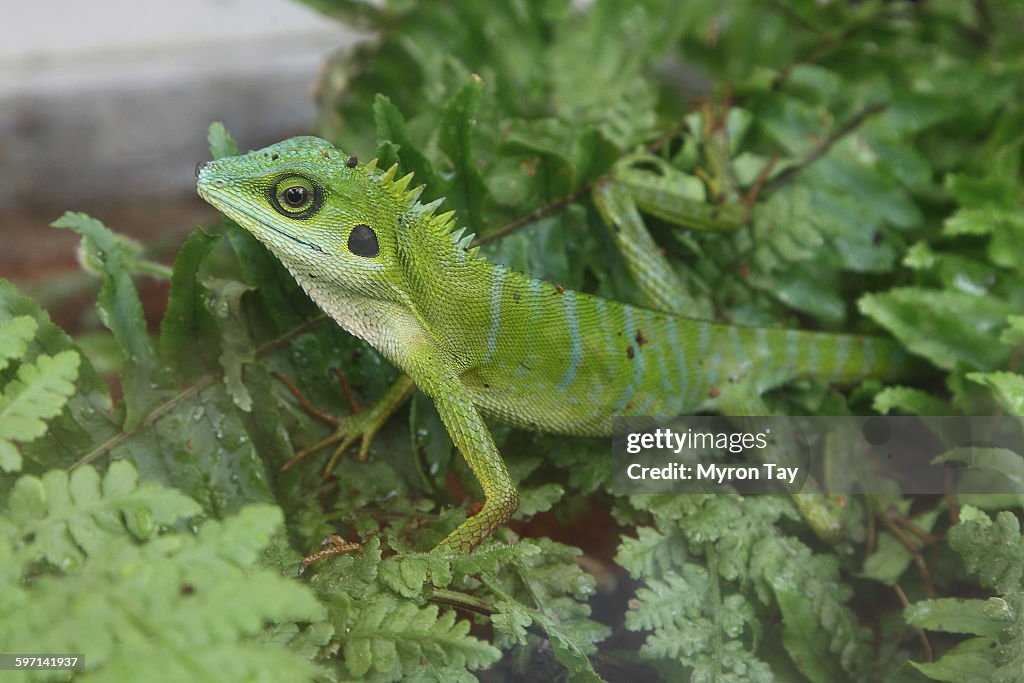 Green crested lizard