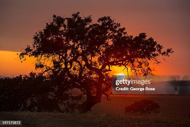 Smoke from the 33,000-acre Rey Fire sends smoke billowing into the air and creating colorful sunsets on August 21 in Santa Ynez, California. Because...