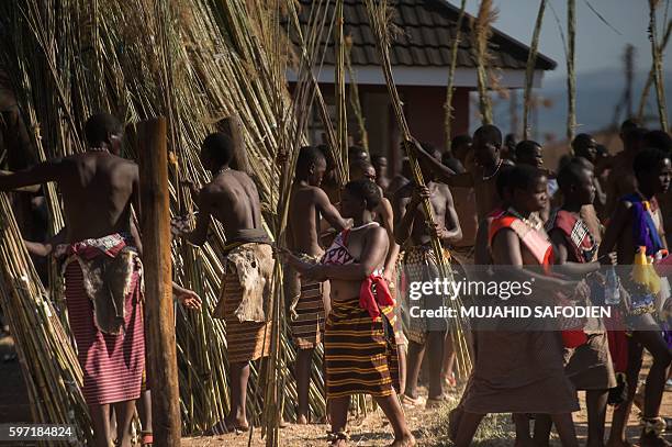 Maidens carry and lay reeds while they sing and dance during the annual royal Reed Dance at the Ludzidzini Royal palace on August 28, 2016 in...