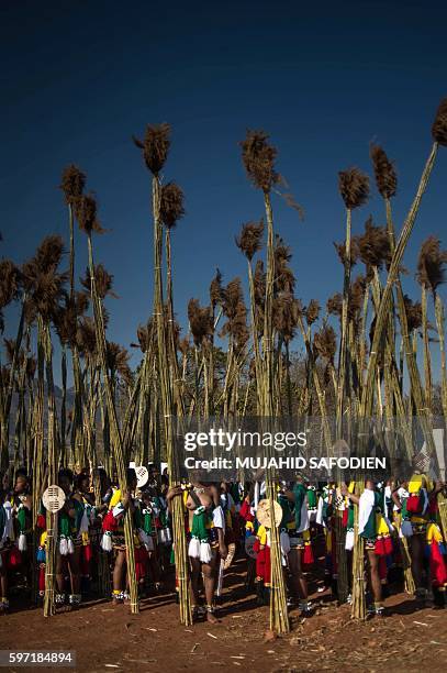 Maidens carry and lay reeds while they sing and dance during the annual royal Reed Dance at the Ludzidzini Royal palace on August 28, 2016 in...