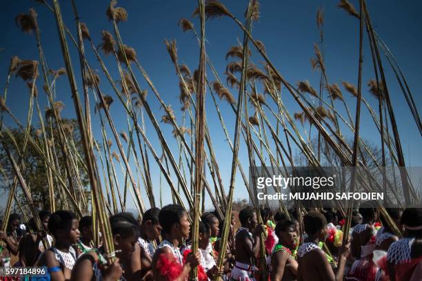 Maidens carry and lay reeds while they sing and dance during the annual royal Reed Dance at the Ludzidzini Royal palace on August 28, 2016 in...