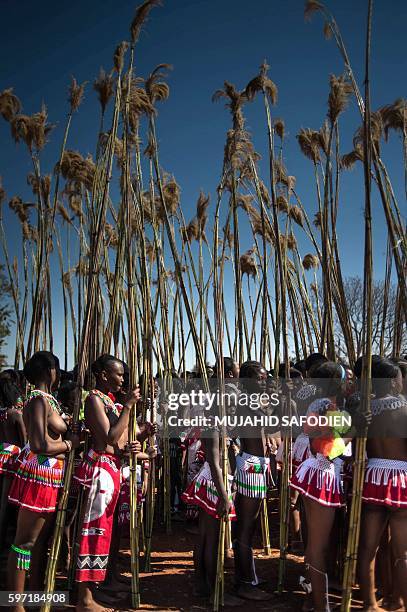 Maidens carry and lay reeds while they sing and dance during the annual royal Reed Dance at the Ludzidzini Royal palace on August 28, 2016 in...