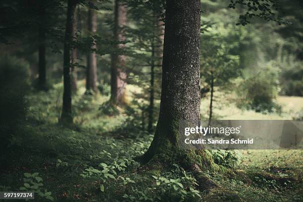 bluntautal impressions - tree trunk stock pictures, royalty-free photos & images