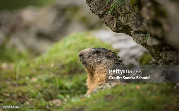 alpine marmot - styrka stock pictures, royalty-free photos & images