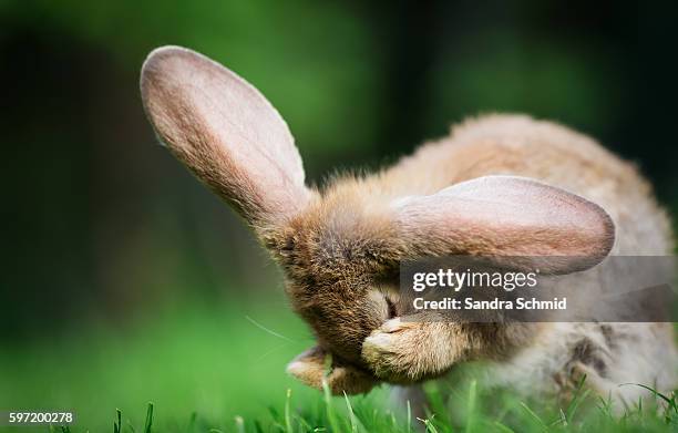 bunny grooming - rabbit stock-fotos und bilder