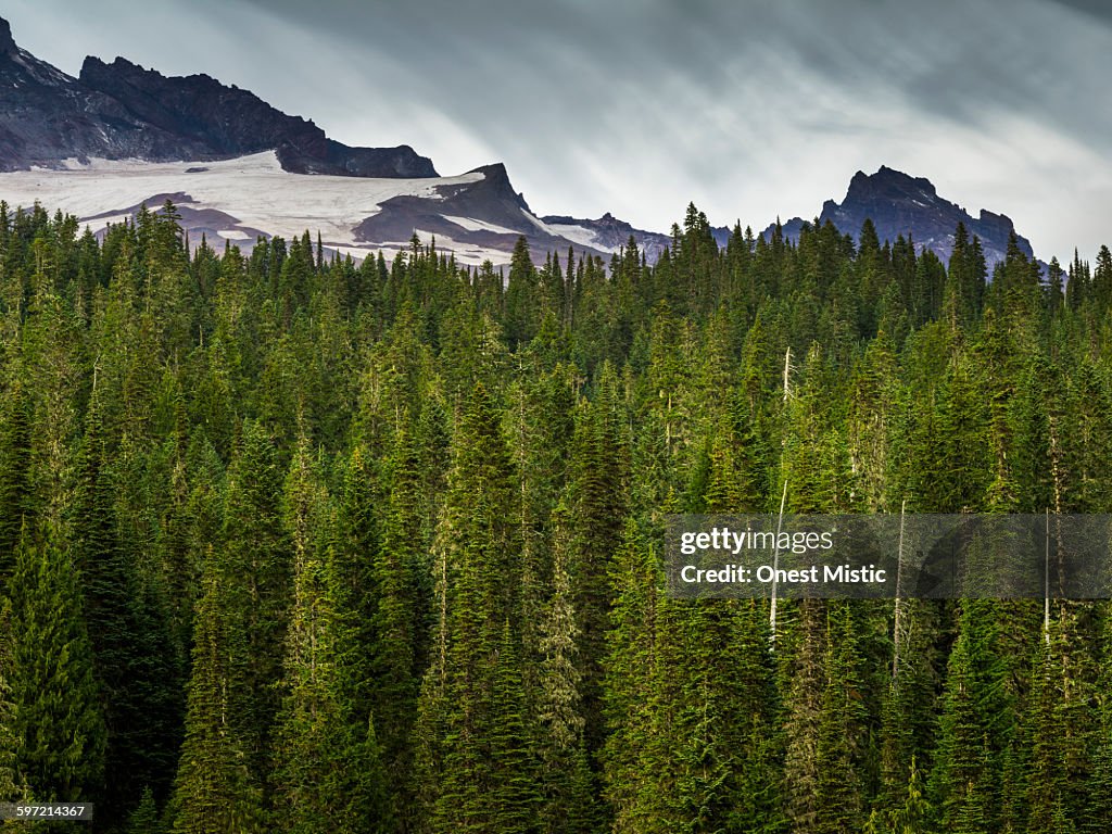 Green pine trees at MT. Rainier