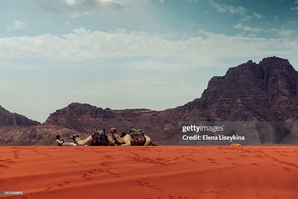 Beduin with his camels in Wadi Rum desert