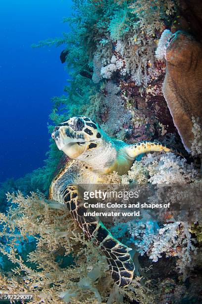 hawksbill turtle crawling in soft coral - hawksbill turtle stock pictures, royalty-free photos & images