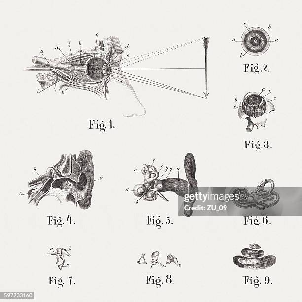 anatomy of the human eye and ear, published in 1861 - earlobe stock illustrations