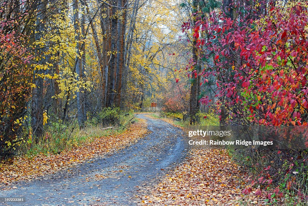 Autumn Country Lane