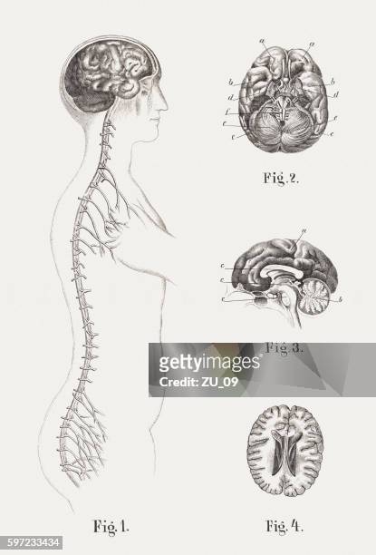 stockillustraties, clipart, cartoons en iconen met central nervous system of humans, steel engravings, published in 1861 - ventrale kant
