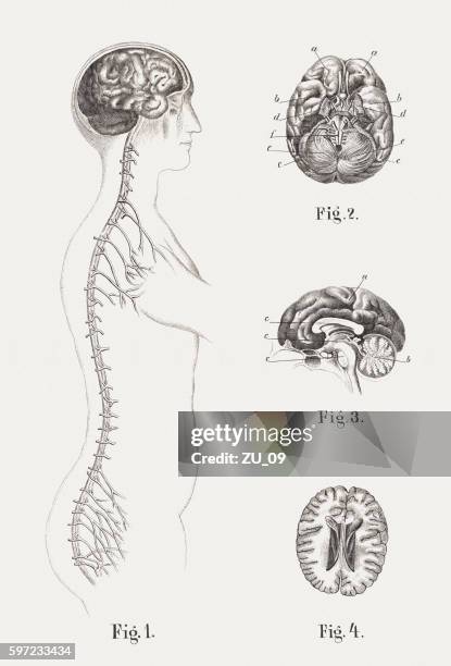 central nervous system of humans, steel engravings, published in 1861 - ventral surface stock illustrations