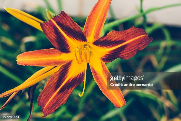 lírio - asiatic lily stock pictures, royalty-free photos & images