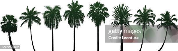 highly detailed palm trees - coconut-tree-clipart stock illustrations