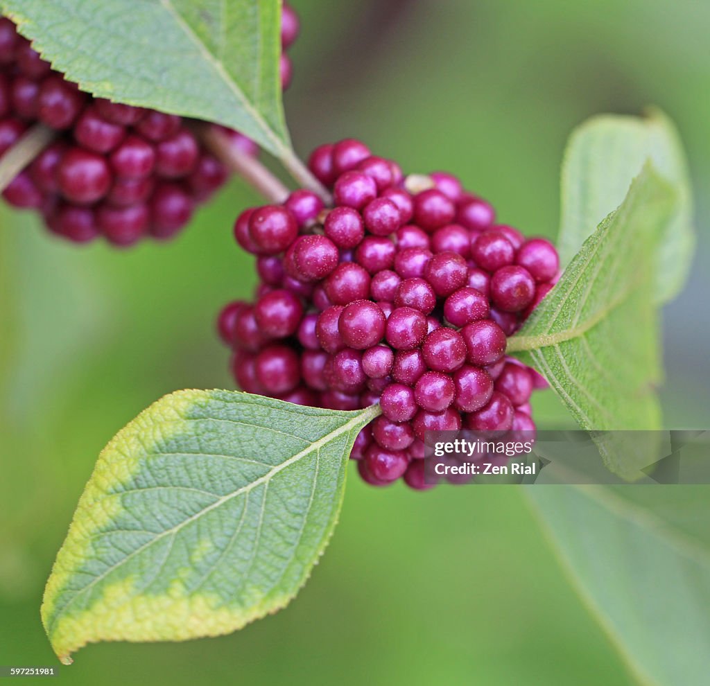 Beautyberry - Callicarpa
