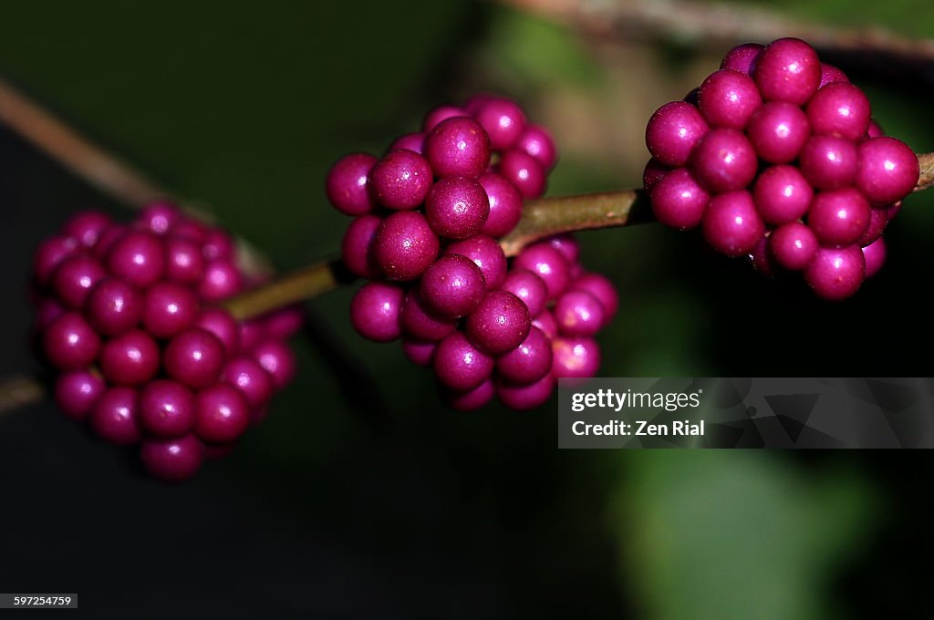Beautyberries or callicarpa in low key light