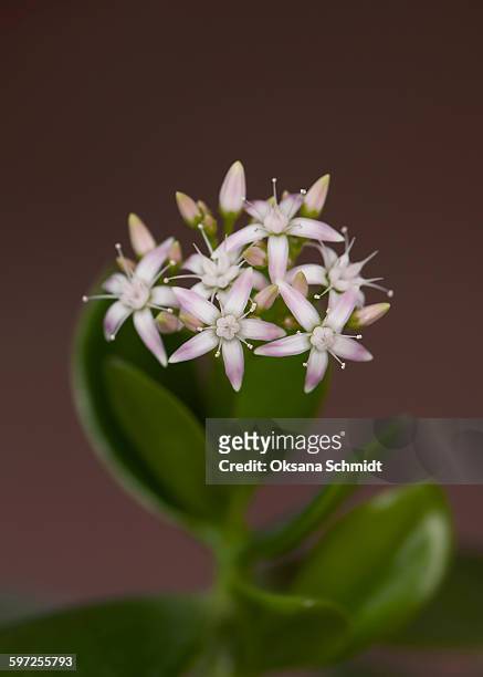 blooming of crassula ovata - ovata stock pictures, royalty-free photos & images