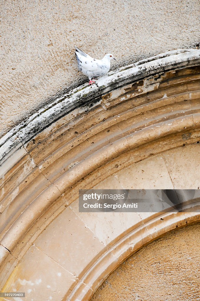 A pigeon on an arched window