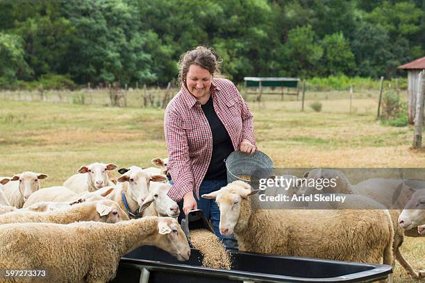 caucasian farmer feeding sheep in field - lana foto e immagini stock