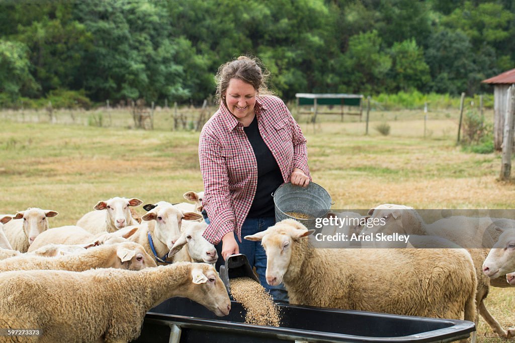 Caucasian farmer feeding sheep in field