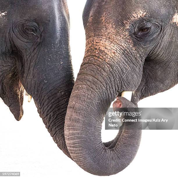 two elephants, touching trunks, bangkok, thailand - trompa fotografías e imágenes de stock
